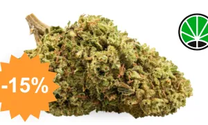 Bubblegum — CBD flower JustBob with discount code
