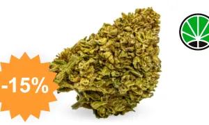 Gorilla Glue — CBD flower JustBob with discount code