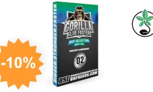 Gorilla Glue — cannabis seed SensorySeeds with discount code