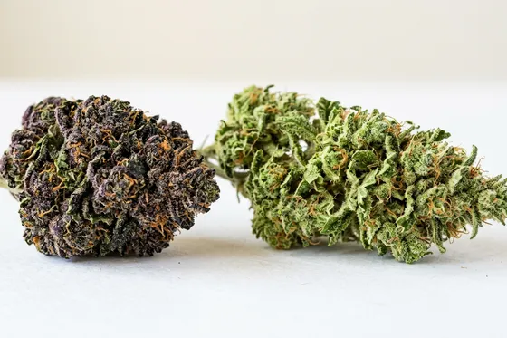 Arten von CBD-Blüten: Indica, Sativa und Hybriden