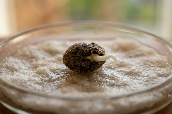 Germinazione dei semi di cannabis passo dopo passo